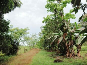 Venta lote en Volcán de Buenos Aires, Puntarenas. RAH 25-1929 en Volcán, Buenos Aires, Puntarenas — 26 000 000 ₡ - Foto 4 de 18