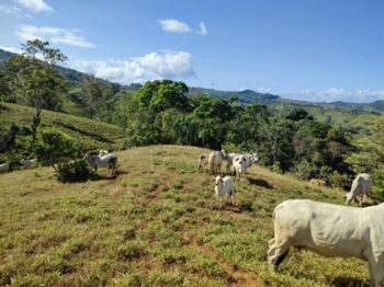 Finca en Venta Platanares, Pérez Zeledón, San José