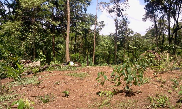 Se vende lote con bosque en zona de desarrollo turístico y senderísmo en Guápiles, Pococí, Limón — ₡ 11 000 000
