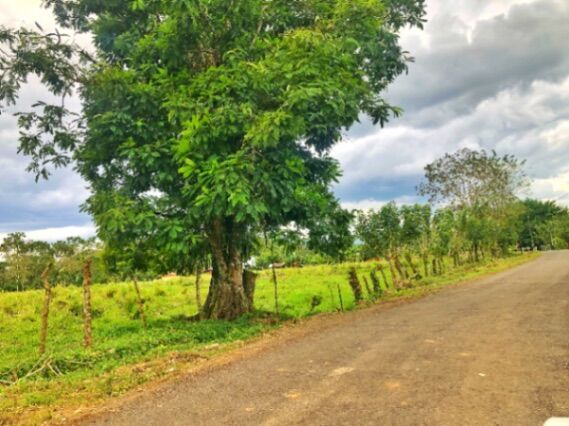 Terreno de 31000 m2 en el Molino de Florencia, todos los servicios en Florencia, San Carlos, Alajuela — ₡ 50 000 000