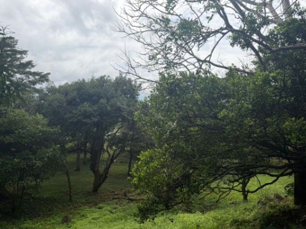 POTENCIAL FINCA EN JESÚS, BARROETA, ATENAS.  en Jesús, Atenas, Alajuela — ₡ 95 000 000