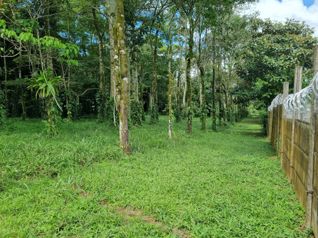 Venta 1Hectarea Aguas Zarcas San Carlos Alajuela en Aguas Zarcas, San Carlos, Alajuela — 65 000 000 ₡ - Foto 3 de 14
