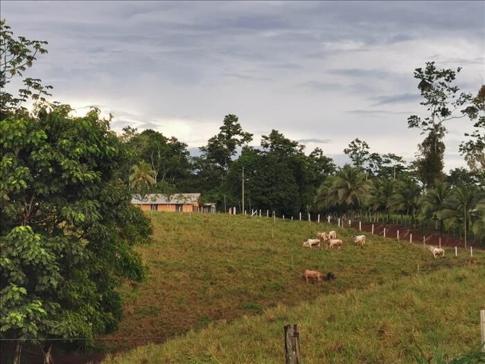 Vendo Hermosa Finca en Los Almendros en Cutris, San Carlos, Alajuela — ₡ 157 000 000