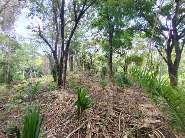 Lotes 49 y 50 en Ruta del Sol, precio de oportunidad en Cuajiniquil, Santa Cruz, Guanacaste — $85,000 - Foto 2 de 24