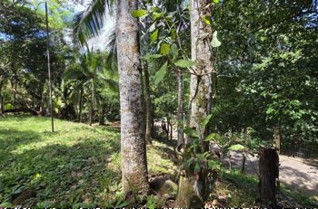 Lote con quebrada y bosque/2506m2/SAN MATEO