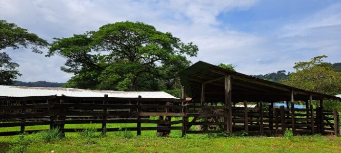 FINCA GANADERA 219 HA EN TULIN in Chires, Puriscal, San José — ₡ 1 000 000 000