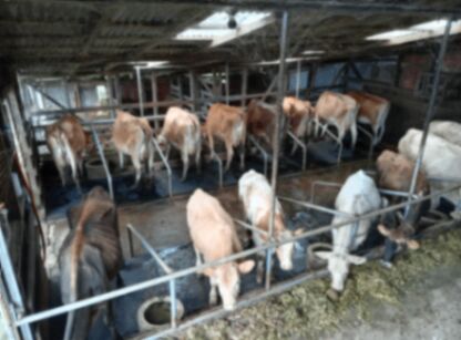 Se Vende finca lechera, con canchera son 28 manzanas.  en La Fortuna, San Carlos, Alajuela — ₡ 168 000 000