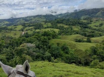 ESPECTACULAR FINCA EN SAN VITO DE COTO BRUS.  en San Vito, Coto Brus, Puntarenas — 110 000 000 ₡ - Foto 4 de 10