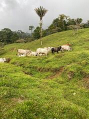 Farm For Sale Pacuarito, Siquirres, Limón