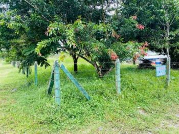 Propiedad a la venta en Guapiles en Guápiles, Pococí, Limón — 40 000 000 ₡ - Foto 5 de 7