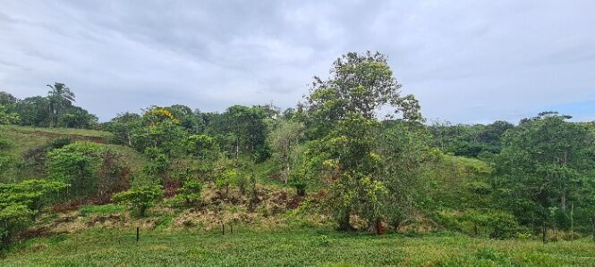 VENTA DE FINCA l SARAPIQUÍ, HEREDIA l PRECIO NEGOCIABLE. en La Virgen, Sarapiquí, Heredia — ₡ 197 500 000