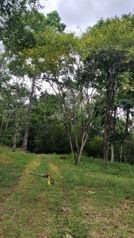 VENTA DE FINCA, USO MIXTO, ALAJUELA, SAN CARLOS, LA TIGRA en La Tigra, San Carlos, Alajuela — 160 000 000 ₡ - Foto 4 de 10