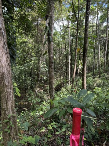 Venta / Lote de ensueño en San Carlos en La Tigra, San Carlos, Alajuela — ₡ 63 000 000 - Foto 3 de 13