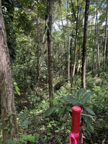 Venta / Lote de ensueño en San Carlos en La Tigra, San Carlos, Alajuela — ₡ 63 000 000 - Foto 3 de 13