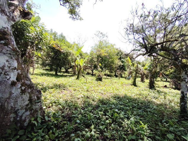 Venta de terreno agrícola de 21.764 m2 en San Pedro, Pérez Zeledón in San Pedro, Pérez Zeledón, San José — ₡ 98 000 000