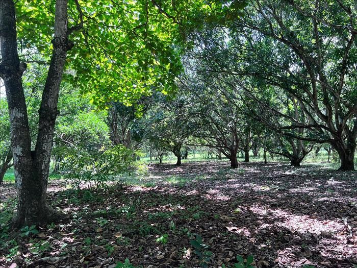 Finca Orotina Santa Rita en Coyolar, Orotina, Alajuela — ₡ 33 000 000