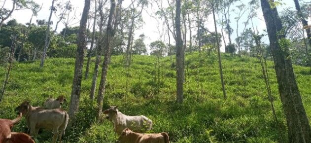 SE VENDE ESPECTACULAR FINCA EN PÉREZ ZELEDÓN.  en San Pedro, Pérez Zeledón, San José — ₡ 225 000 000