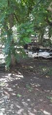 Se vende propiedad CON granja Avícola  en Laurel, Corredores, Puntarenas — 65 000 000 ₡ - Foto 4 de 14