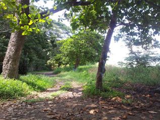 Bella finca 3.6 Ha con vocacion Turistica en Cobano en Cóbano, Puntarenas — $180,000 - Foto 4 de 25