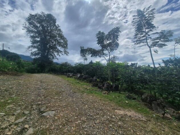 Finca Cafetalera de 2.3 Hectáreas con Manantial, Quebrada y Vistas en Santa Elena, Pérez Zeledón in San Isidro De El General, Pérez Zeledón, San José — $350,000