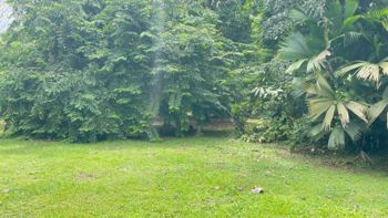 Lote en Venta en La Colonia de Guápiles | 3.149 m² de Naturaleza en Guápiles, Pococí, Limón — 37 000 000 ₡ - Foto 2 de 20