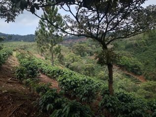 Se Vende Finca Cafetalera en Naranjo de Alajuela.
