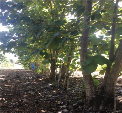 Terreno para Quinta en La Ceiba 7100m2 en La Ceiba, Orotina, Alajuela — $215,000 - Foto 3 de 6