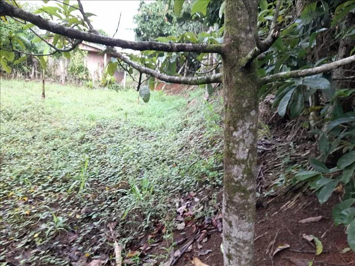 Venta de Lote San Luis de Upala  en Upala, Alajuela — ₡ 8 000 000