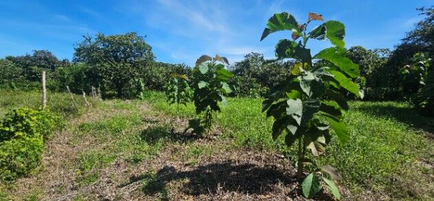 Lote para construir en San Pedro de Santa Cruz,  Guanacaste  en Santa Cruz, Guanacaste — ₡ 32 000 000