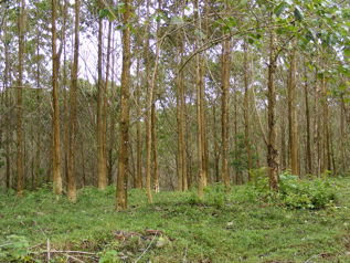 Venta Finca Chamorro Cutris San Carlos en Cutris, San Carlos, Alajuela — $3,000,000 - Foto 3 de 20