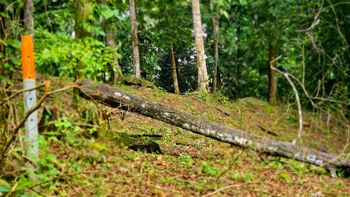 SE VENDE TERRENO LISTO PARA CONSTRUIR CERCA DE LA PLAYA Y JUNTO AL RIO en Bahía Ballena, Osa, Puntarenas — $185,000 - Foto 3 de 16