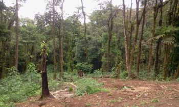 Se vende lote con bosque en zona de desarrollo turístico y senderísmo en Guápiles, Pococí, Limón — 11 000 000 ₡ - Foto 5 de 12