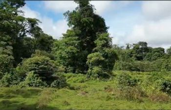 Venta Finca en Bellavista de Guapiles in Guápiles, Pococí, Limón — 200 000 000 ₡ - Photo 5 of 11