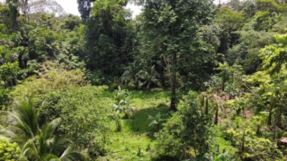 Finca en Tortuguero en Colorado, Pococí, Limón — $315,000