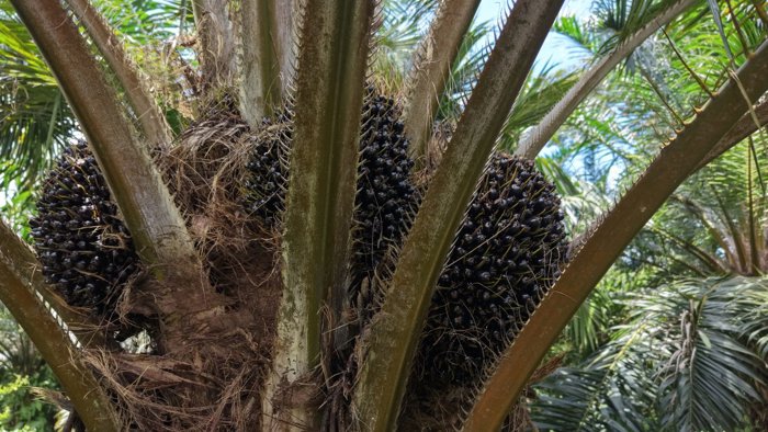 VENTA DE FINCA AGRICOLA DE 6,74 HA CON PALMA AFRICANA EN SAN PEDRO, PEREZ ZELEDON in San Pedro, Pérez Zeledón, San José — $300,000
