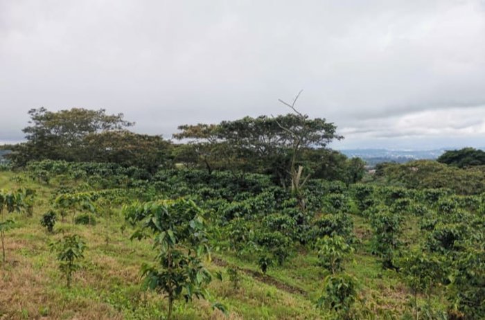FINCA -Property for sale San Isidro de Grecia- en Grecia, Alajuela — ₡ 399 000 000 - Foto 2 de 7