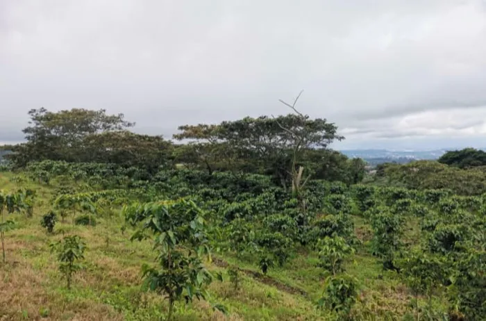 FINCA -Property for sale San Isidro de Grecia- in Grecia, Alajuela — ₡ 399 000 000 - Photo 2 of 7