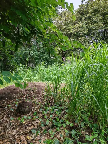 ESCAZU venta terreno Excelente ubicacion y vistas en San Rafael, Escazú, San José — $520,000 - Foto 3 de 13