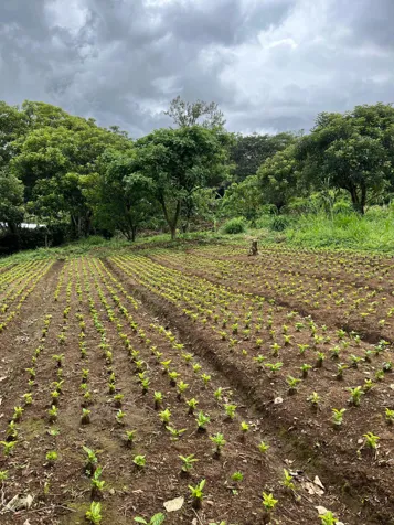 Lot For Sale In San Juan De Grecia, Costa Rica en Grecia, Alajuela — ₡ 50 000 000