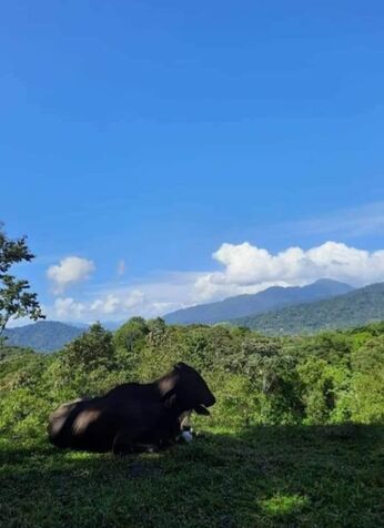 SE VENDE ESTA BELLEZA DE FINCA EN LIMÓN, COSTA RICA. en Cahuita, Talamanca, Limón — ₡ 270 000 000
