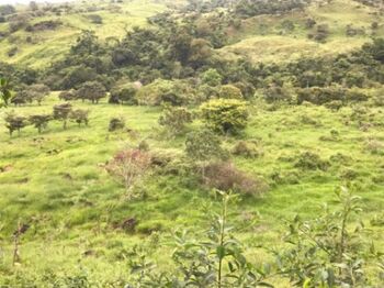 2.7 hectares con rio pristina, Guadalajara, Buenos Aires en Buenos Aires, Puntarenas — $125,000 - Foto 5 de 17