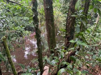SE VENDE – Terreno 5.000 m² en Ticarí, Sarapiquí in Las Horquetas, Sarapiquí, Heredia — 29 000 000 ₡ - Photo 5 of 9