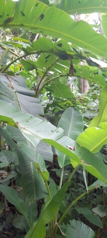 DE OPORTUNIDAD 2 BELLAS Y CÉNTRICAS FINCAS EN LIMÓN.  en Cahuita, Talamanca, Limón — $200,000