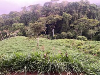 SE VENDE BELLA FINCA EN SAN GERARDO DE PLATANARES, PÉREZ ZELEDÓN, COSTA RICA. in Platanares, Pérez Zeledón, San José — 130 000 000 ₡ - Photo 4 of 10