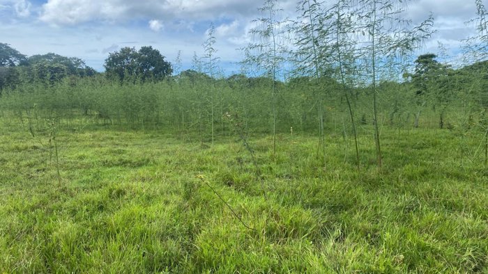 Venta de lote en Guanacaste, Santa Cruz, 27 de abril in Cuajiniquil, Santa Cruz, Guanacaste — ₡ 33 000 000