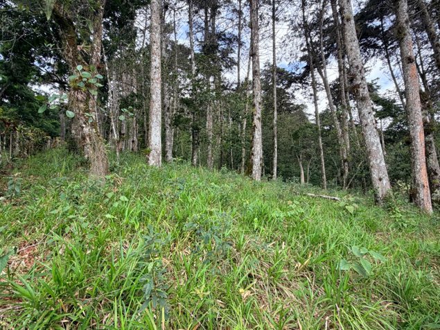 Venta de finca en Cartago, Lourdes, 5 ha, con madera in Aguacaliente, Cartago — ₡ 300 000 000 - Photo 2 of 17