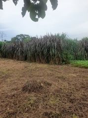 Finca en Venta en Upala | 7 Hectáreas con Infraestructura Ganadera en Upala, Alajuela — 120 000 000 ₡ - Foto 5 de 13