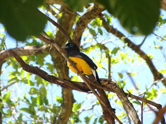 2 BELLOS LOTES EN LA ZONA AZUL DE NICOYA, GTE. in Nicoya, Guanacaste — ₡ 50 000 000
