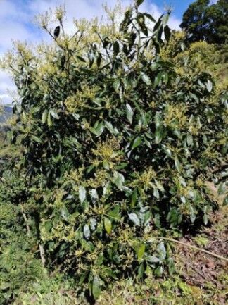 Venta de Finca en El Guarco de Cartago. RAH 26-1161 in San Isidro, El Guarco, Cartago — ₡ 140 000 000