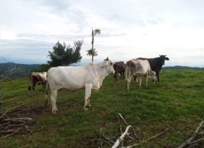ESPECTACULAR FINCA EN CUTRIS DE SAN CARLOS.  en Cutris, San Carlos, Alajuela — ₡ 225 000 000